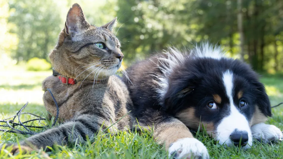 Katze und Hund